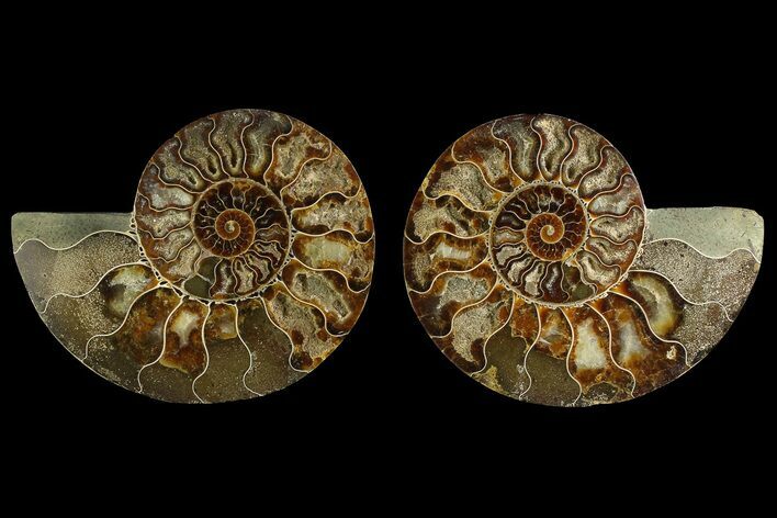 Agate Replaced Ammonite Fossil - Madagascar #169011